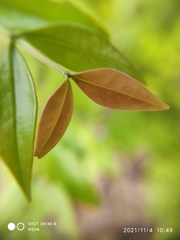 Memecylon pauciflorum