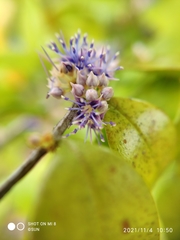 Memecylon pauciflorum