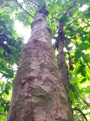 Blepharidium guatemalense