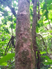 Blepharidium guatemalense