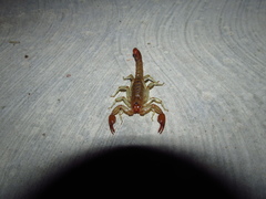 Vaejovis intermedius