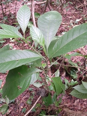 Blepharidium guatemalense