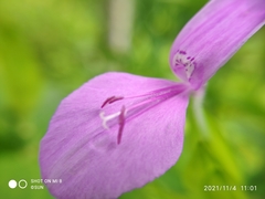 Dicliptera roxburghiana