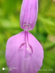Dicliptera roxburghiana