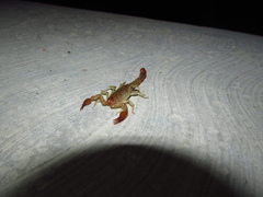 Vaejovis intermedius