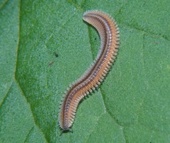 Platydesmus