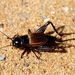 Fall Field Cricket - Photo (c) Mr. T in DC, some rights reserved (CC BY-ND)