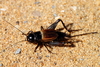Fall Field Cricket - Photo (c) Mr. T in DC, some rights reserved (CC BY-ND)