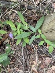 Ruellia squarrosa