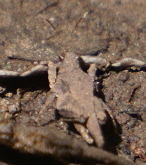 Paratettix cucullatus