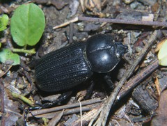 Phileurus affinis