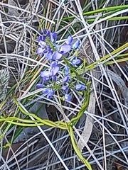 Comesperma calymega