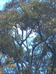 Eucalyptus marginata marginata