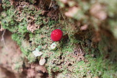 Parvixerocomus aokii