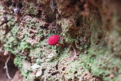 Parvixerocomus aokii