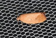 Acanthodela protophaes