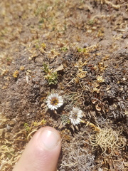 Erigeron rosulatus