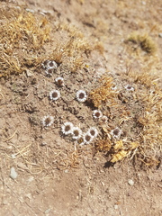 Erigeron rosulatus