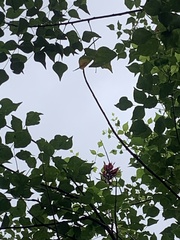 Erythrina corallodendron