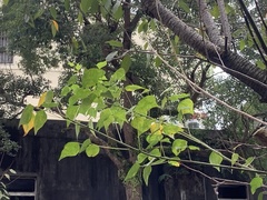 Erythrina corallodendron