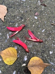 Erythrina corallodendron