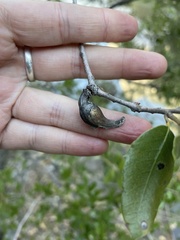 Heteroecus dasydactyli