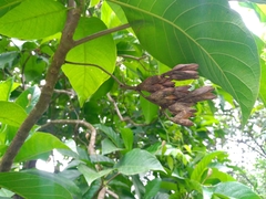 Blepharidium guatemalense