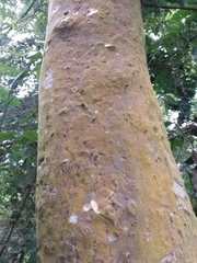 Blepharidium guatemalense