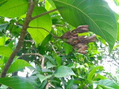 Blepharidium guatemalense