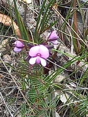 Gompholobium venustum