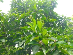 Blepharidium guatemalense