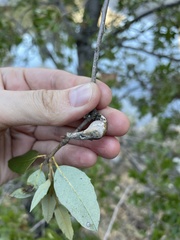 Heteroecus dasydactyli