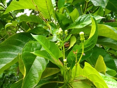 Blepharidium guatemalense