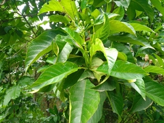 Blepharidium guatemalense