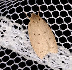 Brachynemata restricta