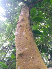 Blepharidium guatemalense