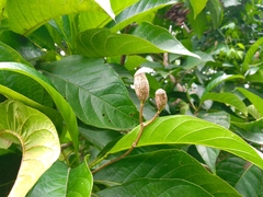 Blepharidium guatemalense