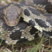 Western Foxsnake - Photo (c) Douglas Mills, some rights reserved (CC BY-NC-ND)