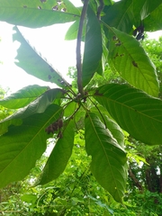 Blepharidium guatemalense