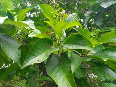 Blepharidium guatemalense