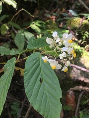 Begonia peruviana