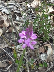 Comesperma virgatum