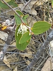 Hakea ferruginea