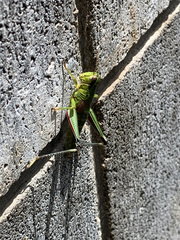 Parapodisma tenryuensis