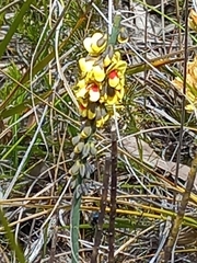 Sphaerolobium macranthum