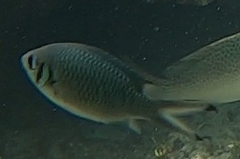 Chromis weberi
