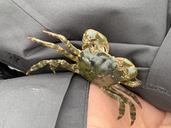 Hemigrapsus sanguineus