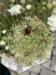 Graphosoma rubrolineatum