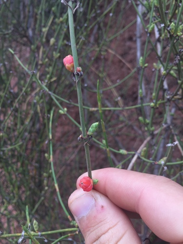 Image of Ephedra americana by no rights reserved