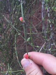 Ephedra americana